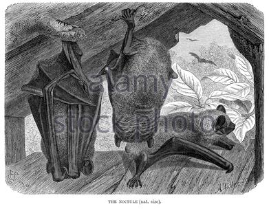 Noctule Bat, vintage illustration from 1893 Stock Photo