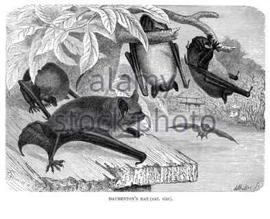 Daubenton's Bat, vintage illustration from 1893 Stock Photo