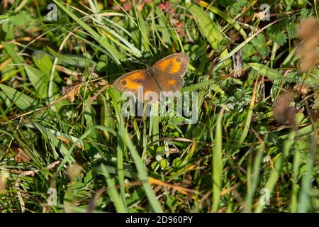 Hedge Brown or Gatekeeper Butterfly in Cornwall, UK Stock Photo