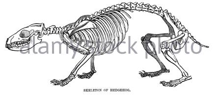 Hedgehog skeleton, vintage illustration from 1893 Stock Photo