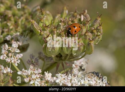 A seven-spot ladybird (Coccinella septempunctata) feeding on invertebrates among a green seed head of hogweed Stock Photo