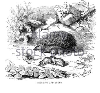 Common Hedgehog with young, vintage illustration from 1893 Stock Photo