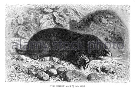 Common Mole, vintage illustration from 1893 Stock Photo