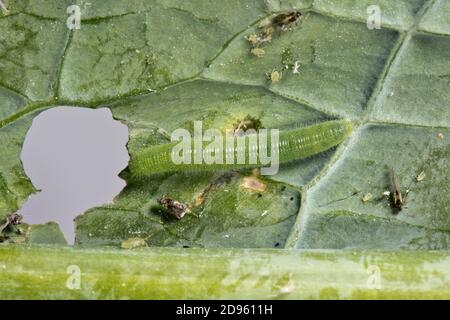 Late instar small white butterfly (Pieris rapae) caterpillar with alate mealy cabbage aphids and young feeding on a cabbage leaf, Berkshire, July