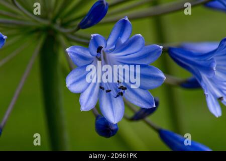 Flowers of African lily (Agapanthus sp.) borne on a umbel backlit by sunlight pale blue with dark veins and upturned anthers, Berkshire, August Stock Photo