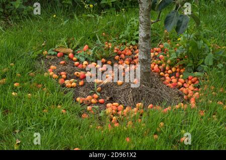 Windfall crab apple Malus "John Downie" small bright red fruit around the base of the tree after a storm, Berkshire, August Stock Photo