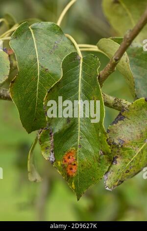 European pear rust or pear trellis rust (Gymnosporangium sabinae) lesions on the upper surface of a pear leaf, Berkshire, September Stock Photo
