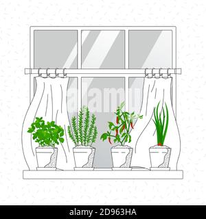 Mini herb garden on windowsill, waving curtains. Indoor garden horticulture. Growth rosemary, basil, onion and chilli in home - vector illustration Stock Vector