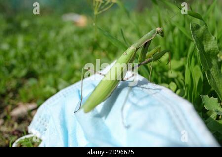 Praying mantis living on discarded used medical face mask Waste pollution.Contaminated habitat,COVID19 trash Stock Photo