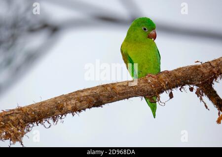 Oranged-chinned Parakeet, Tovi parakeet, Brotogeris jugularis, Tropical Rainforest, Costa Rica, Central America, America.