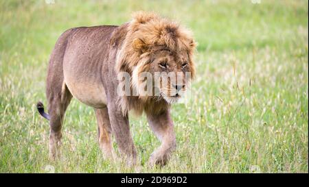 One big male lion is walking in the savannah.
