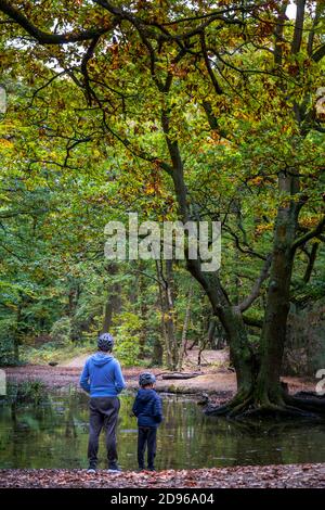 Europe, UK, England, London, North London, Hampstead, Hampstead Heath, Autumn leaves in parkland, local people enjoying a walk Stock Photo