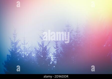Spruce forest in the multi colored fog background Stock Photo