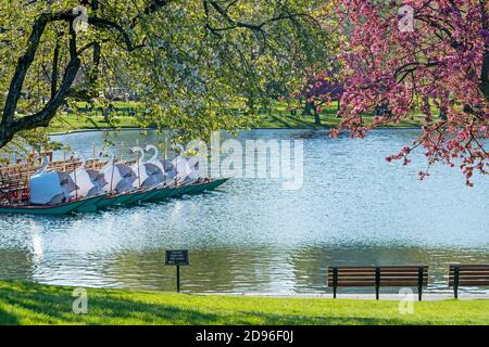 Morning photograph of the swan boats in the pond at the Boston Public Garden in the spring with the first blossoms. Stock Photo