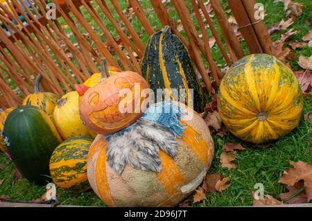 Pumpkins on the street. Preparing pumpkins for Halloween in the fall. Stock Photo