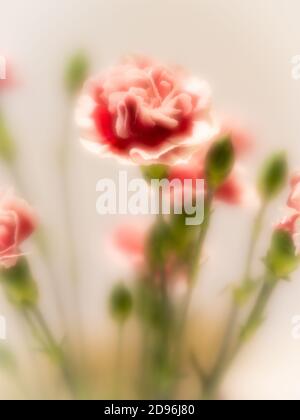 Soft focus close up image of pink and white bicolor carnation flowers against a soft pink background. Stock Photo