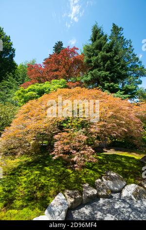 Japanese Garden at Washington Park Arboretum, Seattle, Washington State, United States Stock Photo