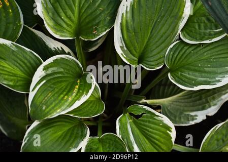 Hosta patriot. Close up of the leaves of the Hosta 'Patriot'. Hosta Patriot plant in the garden. Closeup yellow and green leaves background Stock Photo