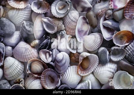 Small sea stones and various shells close up Stock Photo