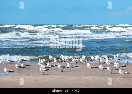 Beautiful black-headed seagulls birds staying together on the sandy beach with sea with waves on background Stock Photo