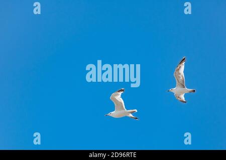 Couple of beautiful black-headed seagulls in flight with spread wings on the blue sky background Stock Photo