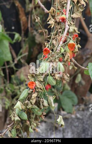 wild ripe cucumbers on vine Stock Photo