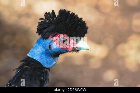 Close-up of a crested guineafowl against a blurred background Stock Photo