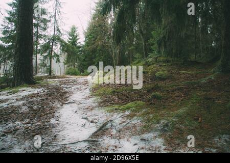 snow-covered path in the winter spruce forest Stock Photo