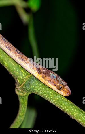 Mapepire Corde Violon, Blunthead Tree Snake, Imantodes cenchoa, Tropical Rainforest, Corcovado National Park, Osa Conservation Area, Costa Rica Stock Photo