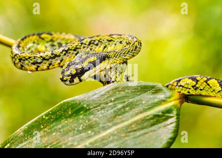 Sri Lankan Green Pit Viper, Trimeresurus trigonocephalus, Sinharaja National Park Rain Forest, World Heritage Site, UNESCO, Biosphere Reserve, Nationa Stock Photo