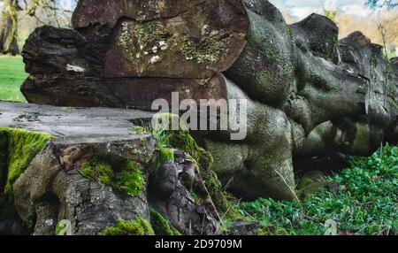 Old fallen tree in the forest with thick stump and green moss Stock Photo