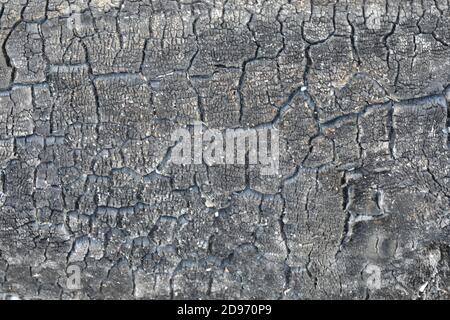 Burnt wood from extinguished, burnt out bonfire. Textures, patterns, stress markings remain. Shades of grey to black, carbon, ash, ashes resulting. Stock Photo