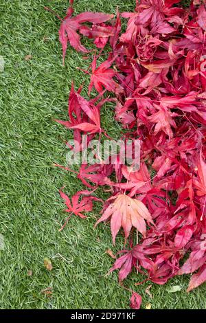 Acer Japanese Maple leaves on an artificial turf grass lawn.  Autumn fall season fallen leaves Stock Photo