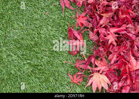 Acer Japanese Maple leaves on an artificial turf grass lawn.  Autumn fall season fallen leaves Stock Photo
