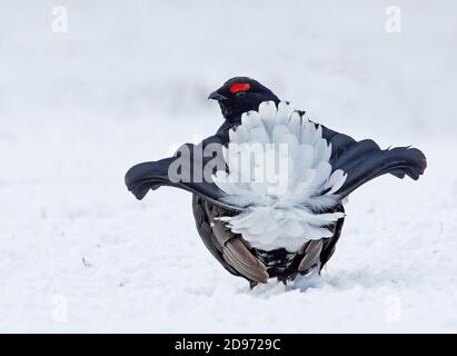 Black grouse (Lyrurus tetrix) Male displaying on snow, Scotalnd