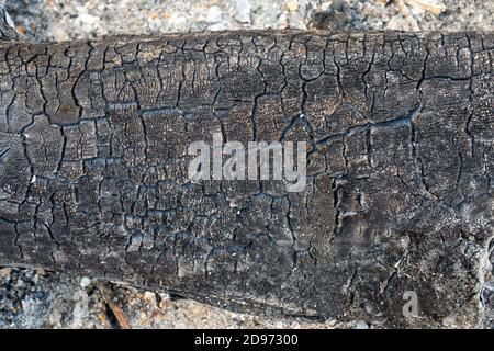 Burnt wood from extinguished, burnt out bonfire. Textures, patterns, stress markings remain. Shades of grey to black, carbon, ash, ashes resulting. Stock Photo