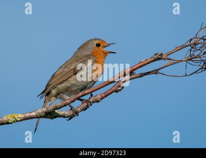 Robin (Erithacus rubecula) perched on a branch and displaying, England Stock Photo