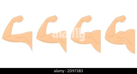 Muscle growth after exercising. Strong arm with contracted biceps.  Stock Vector