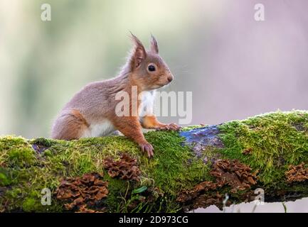 Red squirrel (Sciurus vulgaris) standing on a tree tronc, Scotland