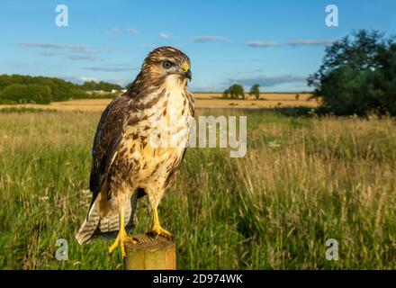 Buzzard (Buteo buteo) perched on a fence post, England Stock Photo