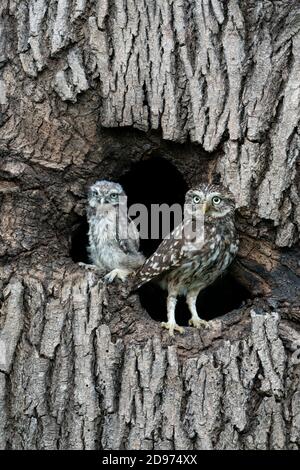 Little owl (Athena noctua) perched in an hollow tree Stock Photo