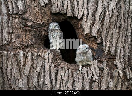 Little owl (Athena noctua) perched in an hollow tree, England
