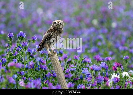 little owl (Athene noctua) perched on a post amongst echium