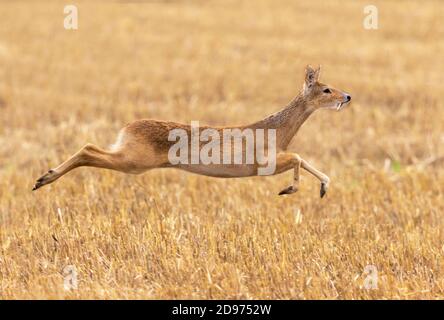 Chinese water deer (Hydropotes inermis) male running, England