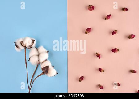 Three white flowers of cotton and some small dried rosebuds against pink and blue background. Nature, floral concept. Close up, copy space Stock Photo