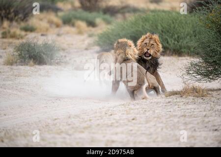 Kalahari Lions (Panthera leo) fighting for a female, Kgalagadi Transfrontier Park, Botswana
