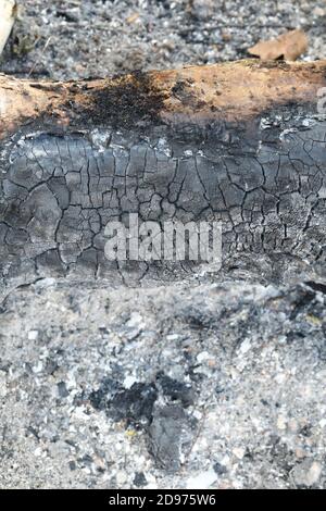 Burnt wood from extinguished, burnt out bonfire. Textures, patterns, stress markings remain. Shades of grey to black, carbon, ash, ashes resulting. Stock Photo