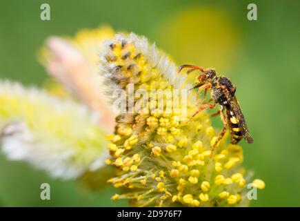 Early Nomad Bee (Nomada leucophthalma) female eating a catkin of willow (Salix caprea), solitary bees, Parc naturel regional des Vosges du Nord, Franc Stock Photo