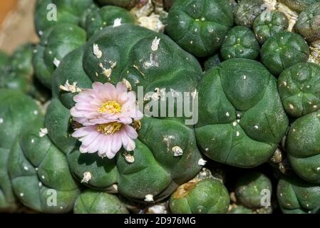 Peyote (Lophophora williamsii) is a small, spineless cactus with psychoactive alkaloids, particularly mescaline. It is native to Mexico and southweste
