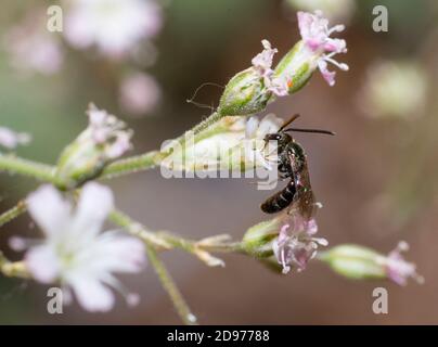 Brassy Mining Bee (Lasioglossum morio) male on Baby's breath (Gypsophila sp), solitary bees, Vosges du Nord Regional Nature Park, France Stock Photo